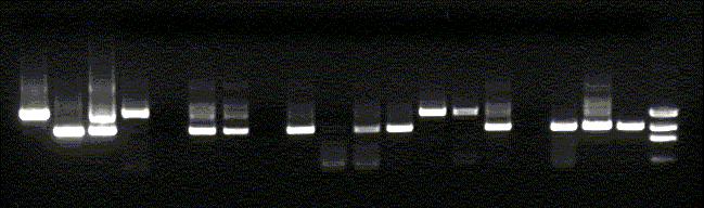 Actual Alu-PCR