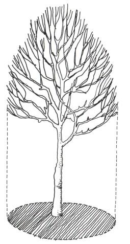 When the foliages are not flat, but wrinkled, bent or rolled, the one-sided area is not clearly defined [17].