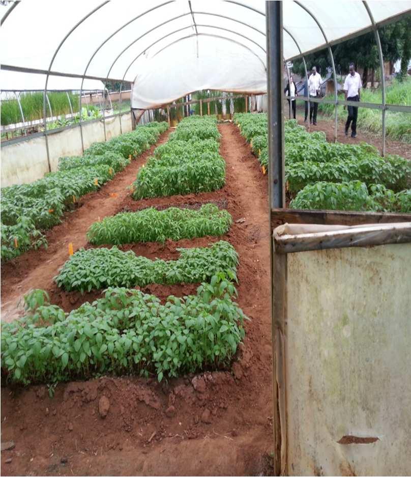 Stage at which leafy vegetables harvested determine breeding objectives Ready for first harvest 21-45 days after sowing based on environment & crop Amaranth (Amaranthus spp.