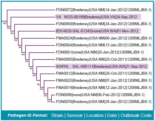 Application to Foodborne Disease Outbreaks The resulting phylogenetic tree shows clades for Meleagridis, Tennessee, Anatum, and Bredeney serovars The Bredeney serovar was a distinct clade for the