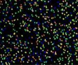Illumina Cluster Generation: Covalently-Bound, Randomly Dispersed Single Molecules