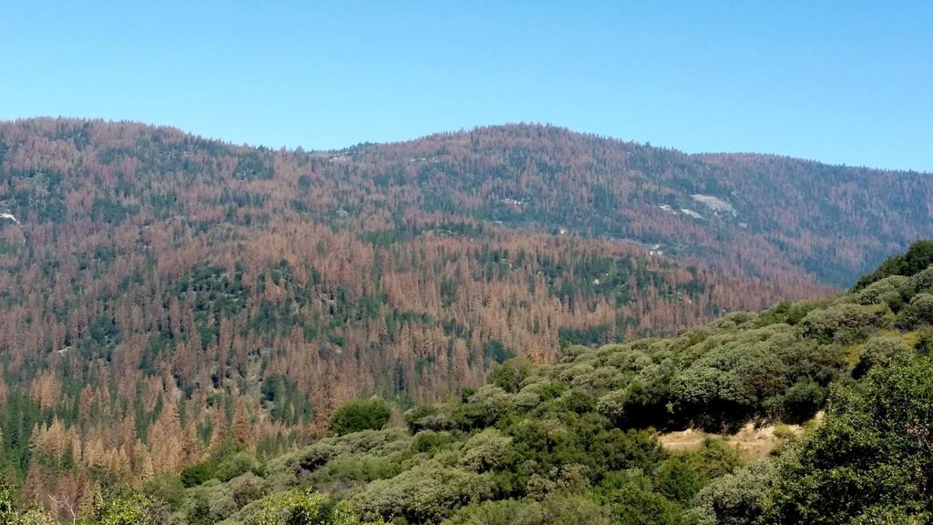 Interpretation Parts of the Southern Sierra forest reached a tipping point Multi-year subsurface storage critical for drought