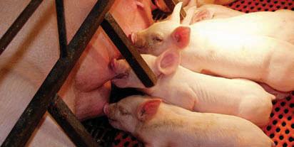 farm-by-farm basis. Education and Certification Pork Quality Assurance Plus (PQA Plus ) The pork industry has taken proactive steps to support and promote proper, humane animal care.
