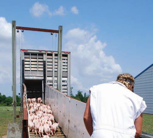 handlers understand how to properly handle, move and transport pigs.