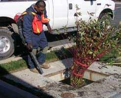 Prune as necessary to encourage growth in the correct directions Record on Maintenance Report the following: Height above Grate Width at