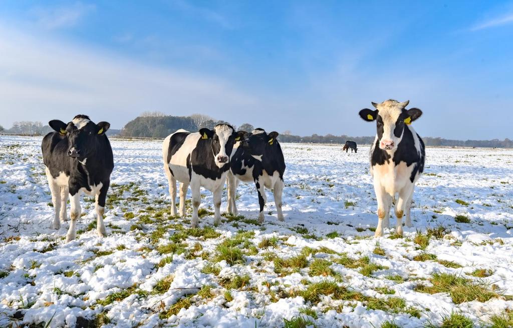 Short-term Outlook for EU agricultural markets Spring 218 Another market for dairy proteins not well covered by statistics is the fat filled powders (a mix between dairy proteins and vegetable fat).