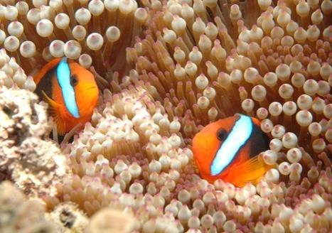 Name Date Period Ecology Test Review (Ch. 34-35) 1.) Look at the image below. These clown fish are like Nemo and his dad, who lived in a sea anemone.
