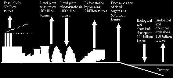 Q5. The diagram below shows the mass of carbon involved each year in some of the processes in the carbon cycle. (a) Complete the equation for plant respiration.