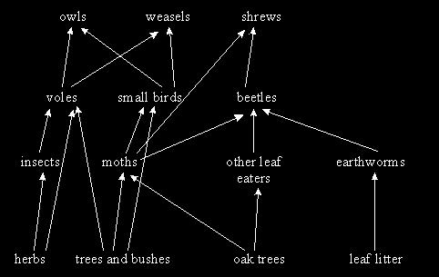 Q6. The diagram below shows a food web for a wood.