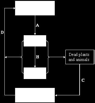 Q. The diagram shows part of the carbon cycle. (a) Which letter, A, B, C or D, represents: (i) respiration... photosynthesis?