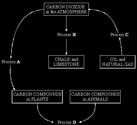 Q9. The diagram shows part of the carbon cycle. What are the processes shown as A, B, C and D?