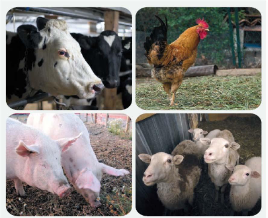 Farm animals are better preclinical models for drug toxicity than rodents.