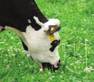 SARE results Estimating DMI: Dry matter intake was estimated each day for lactating dairy cows being fed in a MIG forage system.