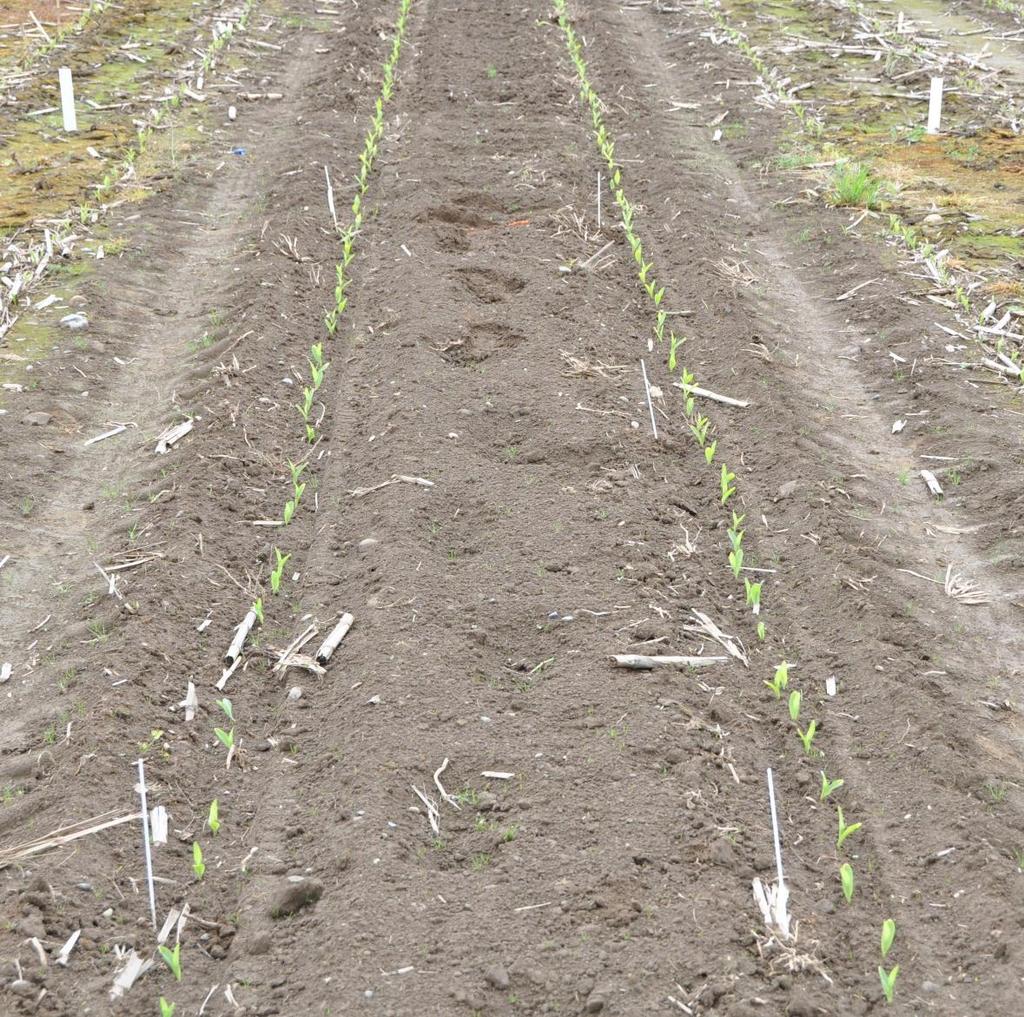Emergence of corn precision-planted