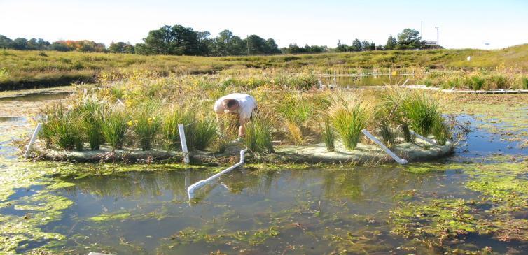 Design Enhancement: Floating Treatment Wetland in Existing Wet Ponds Pollutant Raft Coverage in Pond