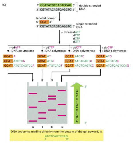 3) 2, 3 -dideoxynucleotides are incorporated and stop DNA synthesis in four test tubes, with each tube containing one