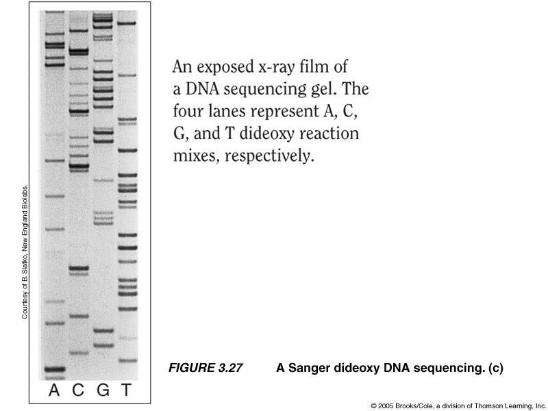 DNA Sequencing DNA Sequencing Automated sequencing: many samples and up to 600-650 bases: 1.