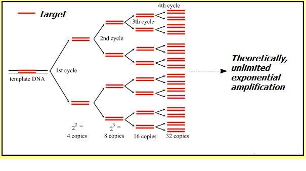 B. Amplifying DNA in Vitro 1.