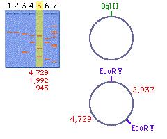 If EcoRV and BgIII are put together We get three fragments: 4729, 1992, and 945