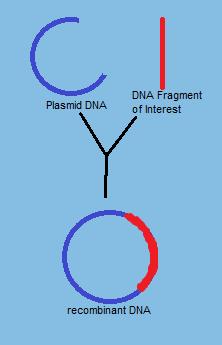 I. Recombinant DNA A. Def.