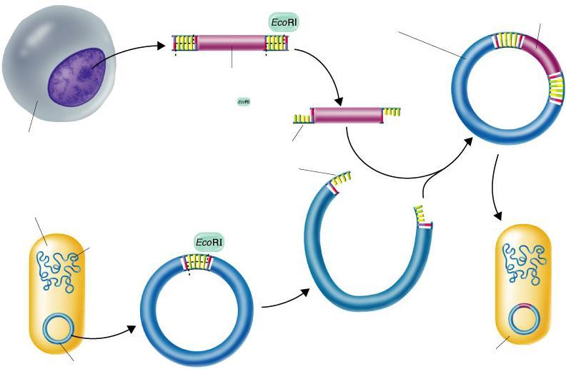 Transformation makes transgenic organisms Recombinant Recombinant DNA DNA Gene for human growth Gene for human hormone removed by growth hormone restriction enzyme removed by Human Cell restriction