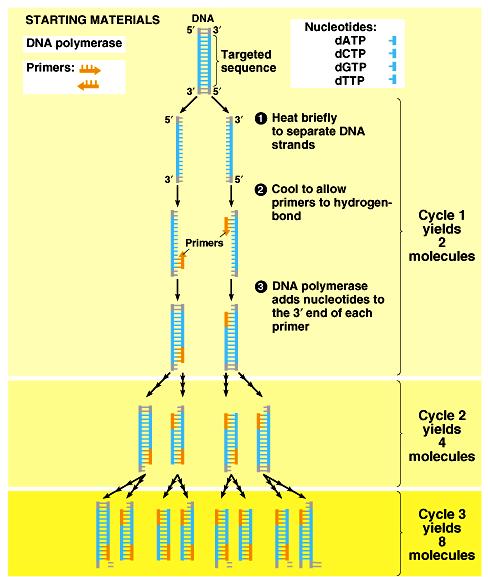 Copy DNA without plasmids? PCR!