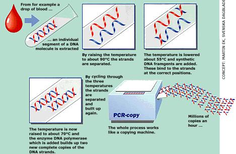 PCR process What do you need to do?