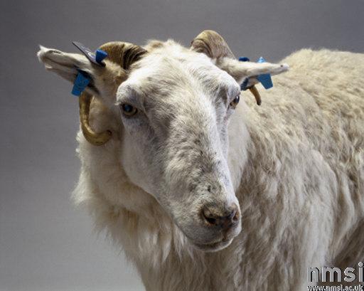Tracey, a transgenic sheep created in 1999 by the Roslin