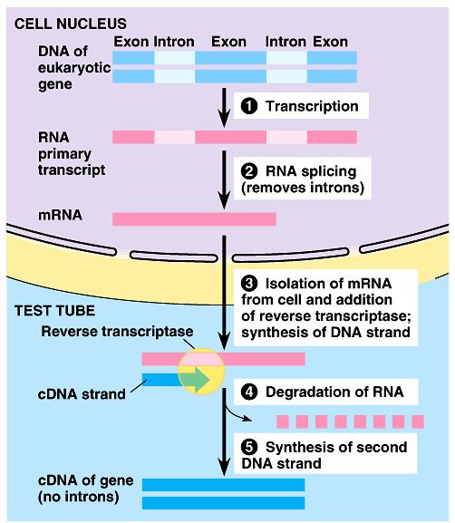cdna (copy DNA) libraries Collection of only the coding sequences of expressed genes extract mrna from cells reverse