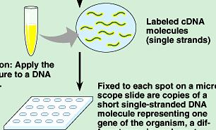 Microarrays slide with spots of DNA each spot = 1 gene Labeled cdna hybridizes with DNA on slide each