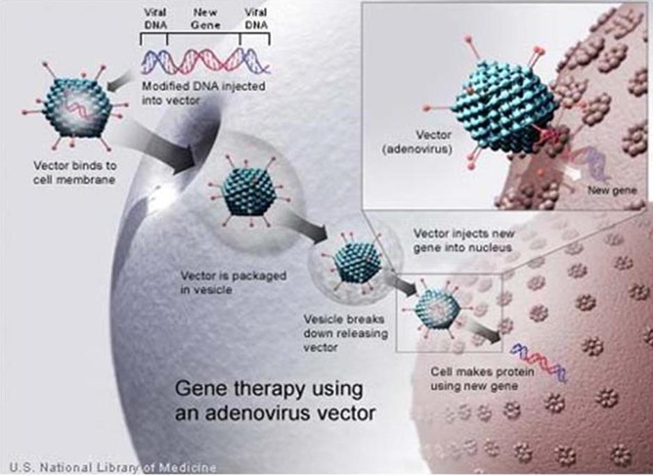 Gene Therapy Treatment of diseases caused by mutated genes A normal gene is added to enough somatic cells to restore normal function Viral vectors are commonly used to deliver the gene Viral vectors