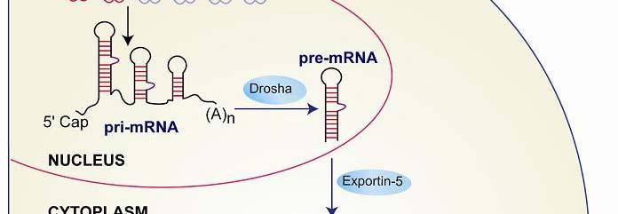 Agilent mirna Data Analysis in GeneSpring GX 10 MicroRNAs (mirnas)
