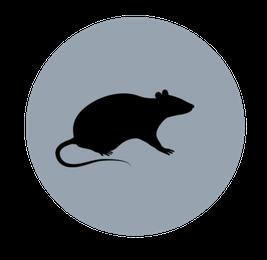 Roadmap to IND Filing Mouse Rat NHP ~70%* editing of TTR gene in liver ~97%* Serum TTR