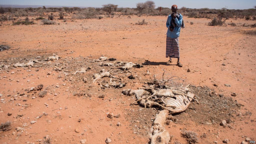 This is the driest and hottest time of year in Somalia.