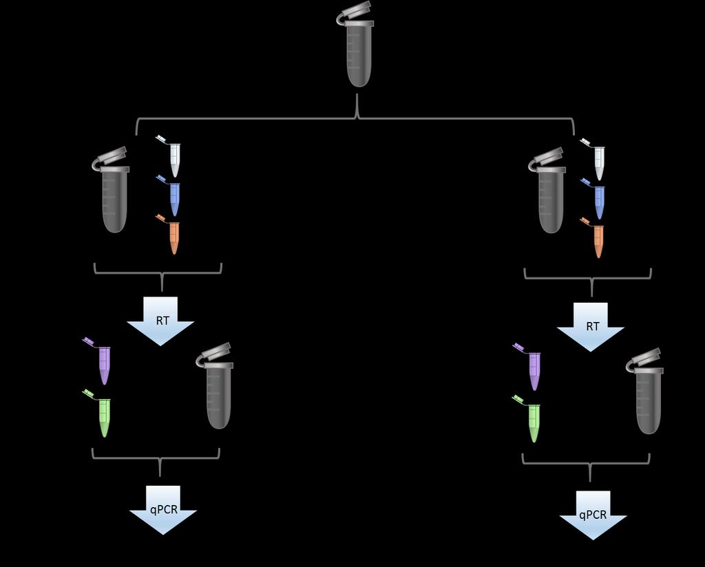 Workflow Option 2: Singleplex RT Singleplex RT For testing mirnas which are in the same mirna family or closely resembling each other in sequences, MiRXES recommends single-plex reverse transcription.
