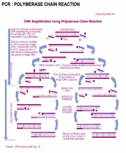 3 - PCR is now a widely used laboratory method for detecting specific DNA ( or RNA ) sequences that can originate from specific organisms, e.g. fecal indicator bacteria - It does this by making copies of these sequences (amplification) in large enough numbers (e.