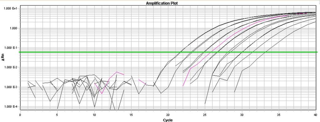 qpcr of RNAseP Amplification Plot Unknown Sample Unknown concentrations are calculated based on a