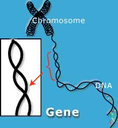 Terminology you need to know: Gene a unit of heredity; a section of DNA sequence encoding a single protein.