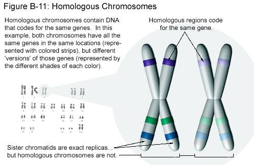 Chromosomes (and genes) occur in pairs Homologous Chromosomes New