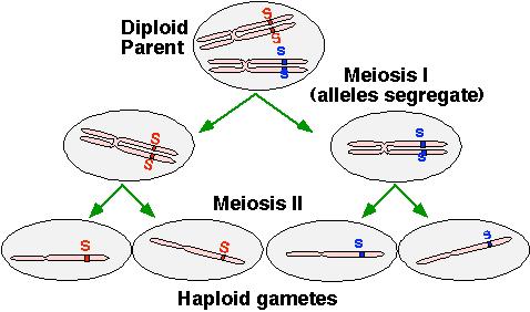 Relation of gene segregation to meiosis There s a