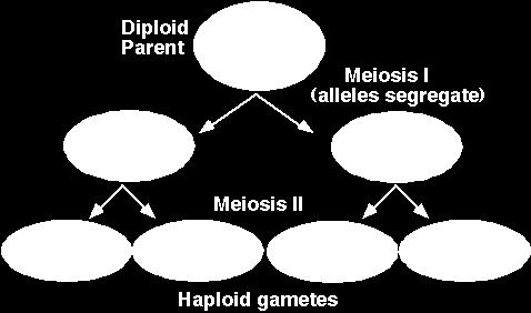 meiosis (special cell division that yields gametes)