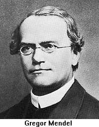 Gregor Johann Mendel Austrian Monk, born in what is now Czech Republic in 1822 Son of peasant farmer, studied Theology and was ordained priest Loved teaching