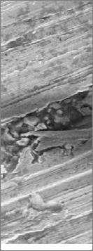 The microstructure of Stellite 6 consisted of dendrites and interdendrites with eutectic carbides.
