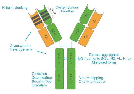 takes advantage of on-column desalting to decrease sample preparation time and increase throughput. Three different IgG1 molecules were used for method evaluation.