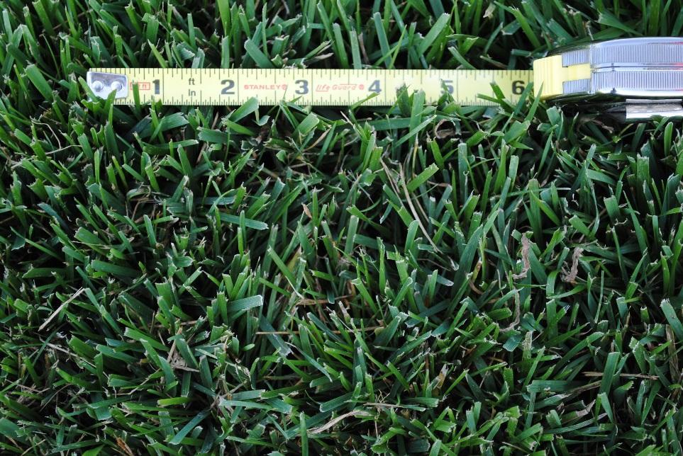 Tall Fescue Adaptation Germinates quickly Susceptible to brown patch Not
