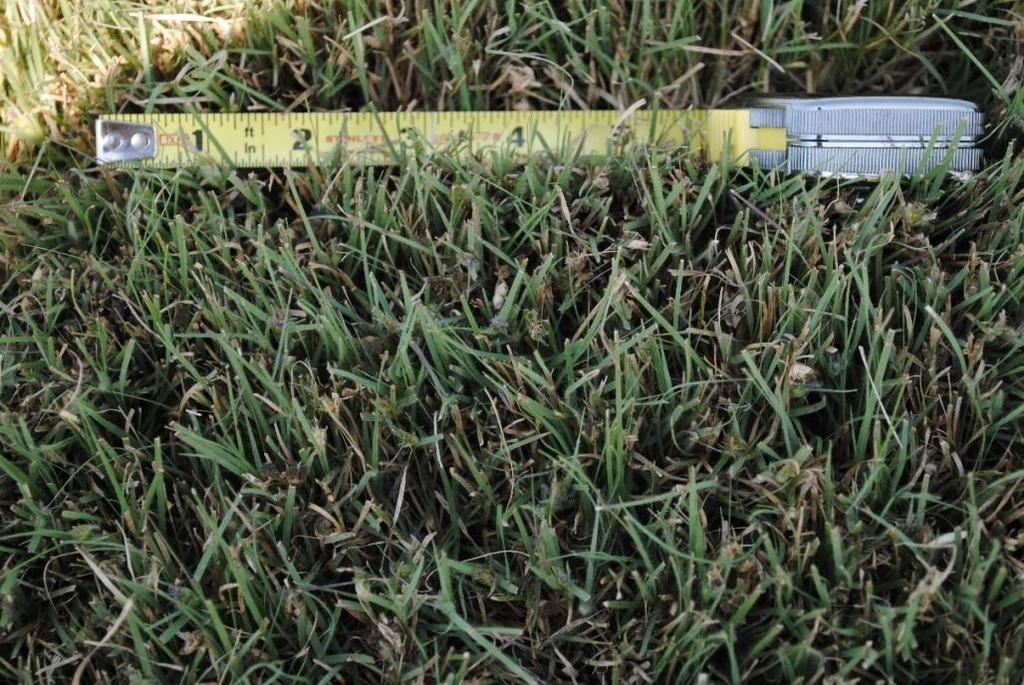 Buffalograss Adaptation Photo: University of Nebraska Warm-season grasses (dormant from Oct-May)