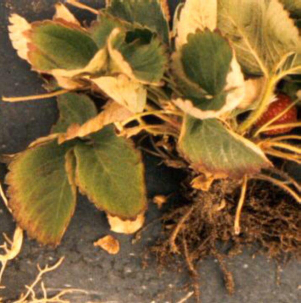 Nematode Management in Strawberries 3 and overlapping glands, and males are characterized by long, pointed tails, with well developed burse.