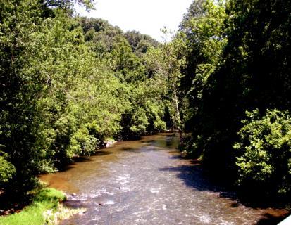 Why Is Restoration of Forested Riparian