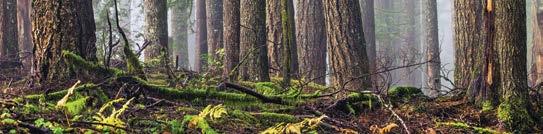 Fundamentals and Best Practices for Forest Inventories REGISTRATION NAME ORGANIZATION OR AFFILIATION ADDRESS CITY, STATE, ZIP EMAIL TEL Please List Any Special Dietary Needs: REGISTRATION Forest