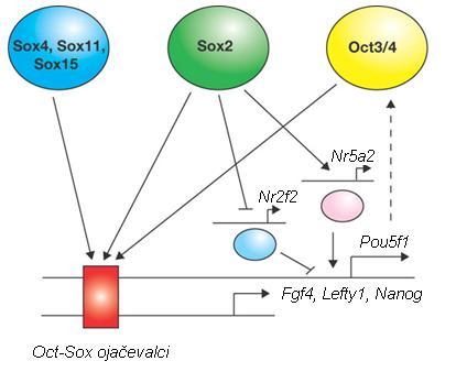 11 vzdrževanja pluripotentnosti in primarno v diferenciacijo trofoektodermu podobne celice, Sox2 ni potreben za aktivacijo večine regulatornih ojačevalcev, ki vsebujejo vezavna mesta za faktorje Oct